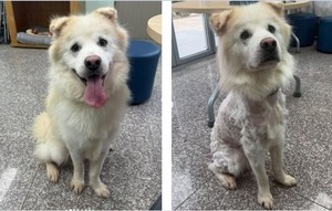 Newly adopted dog shaved and returned to shelter