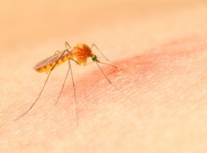 Enjoy the silence while you can: Experts warn mosquitoes could still surge