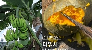 As Korea simmers, bananas grow in Seoul, Jeju's pumpkins cook on the vine