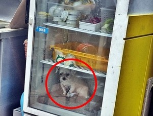 Owner of dog kept inside fridge denies abuse, says it was for dog's heart problems
